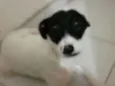 Xuxa