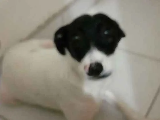 Cachorro ra a Vira lata  idade 2 a 6 meses nome Xuxa