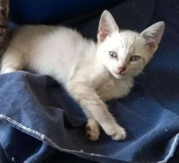 Gato ra a Brasileira idade Abaixo de 2 meses nome Jô
