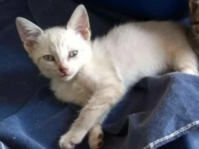 Gato ra a Brasileira idade Abaixo de 2 meses nome Jô