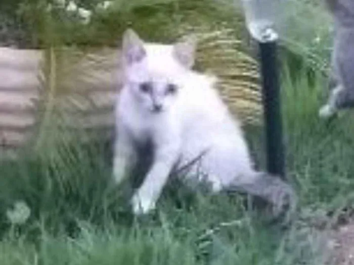 Gato ra a Brasileira idade Abaixo de 2 meses nome Jô
