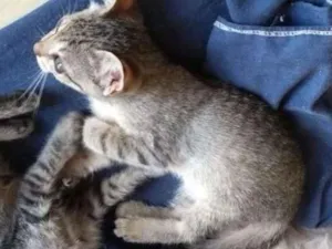 Gato raça Brasileira idade Abaixo de 2 meses nome Rafa