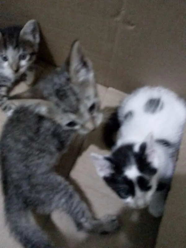 Gato ra a Desconhecida idade Abaixo de 2 meses nome Sem nome