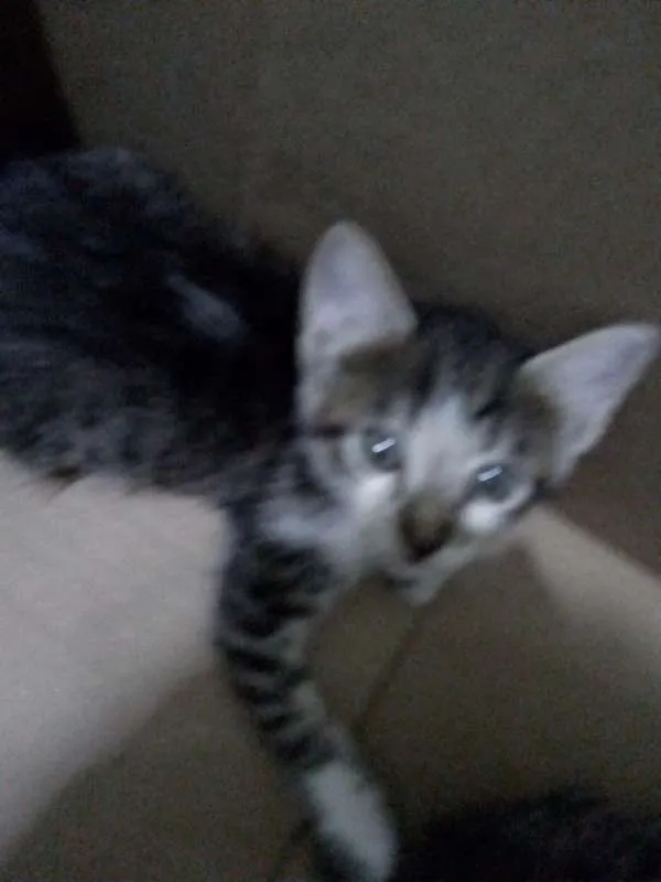 Gato ra a Desconhecida idade Abaixo de 2 meses nome Sem nome
