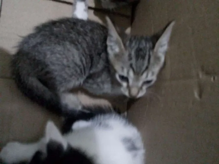 Gato ra a Desconhecida idade Abaixo de 2 meses nome Sem nome