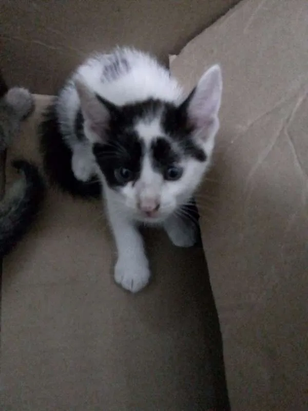 Gato ra a Desconhecida idade Abaixo de 2 meses nome Sem nome