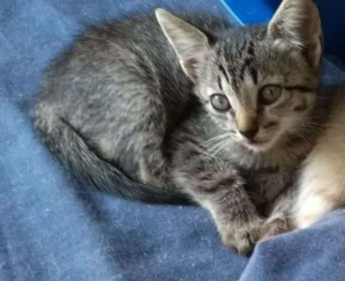 Gato ra a Brasileira idade Abaixo de 2 meses nome Renan