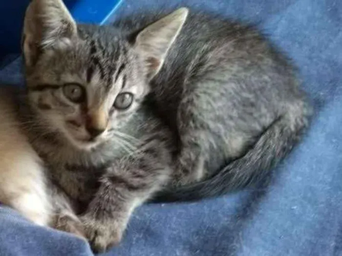 Gato ra a Brasileira idade Abaixo de 2 meses nome Renan