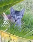 Renan