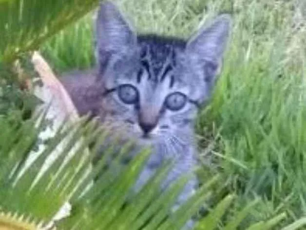 Gato ra a Brasileira idade Abaixo de 2 meses nome Renan