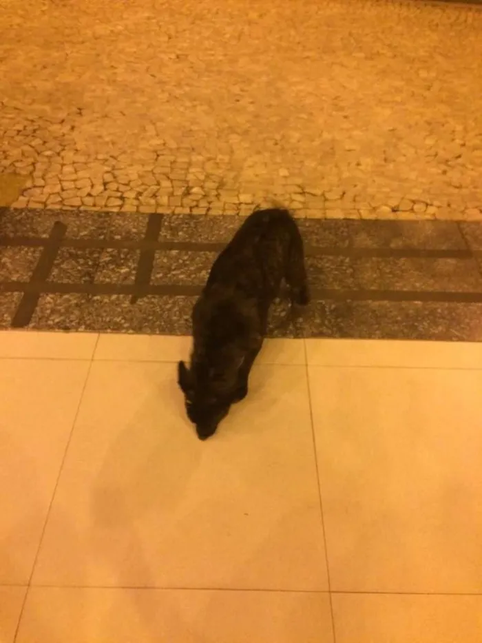 Cachorro ra a Vira lata idade 7 a 11 meses nome Não sei