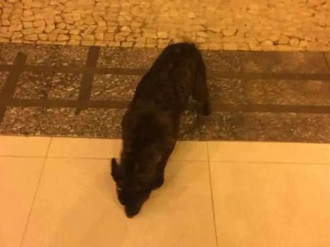 Cachorro ra a Vira lata idade 7 a 11 meses nome Não sei
