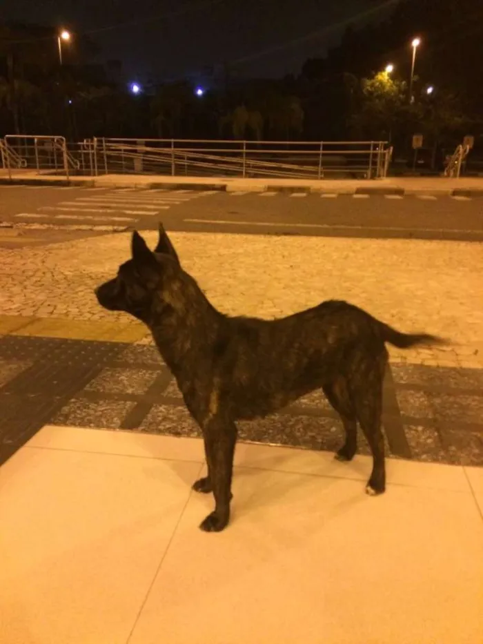 Cachorro ra a Vira lata idade 7 a 11 meses nome Não sei