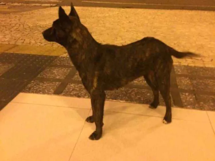 Cachorro ra a Vira lata idade 7 a 11 meses nome Não sei