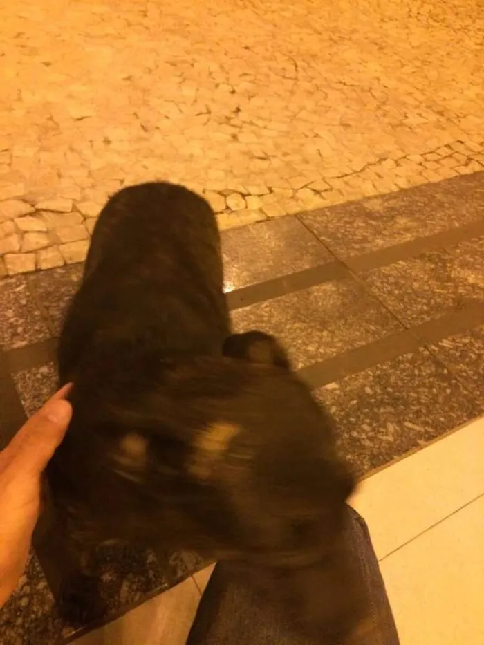 Cachorro ra a Vira lata idade 7 a 11 meses nome Não sei