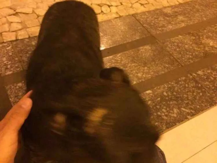 Cachorro ra a Vira lata idade 7 a 11 meses nome Não sei