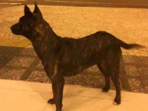 Cachorro ra a Vira lata idade 7 a 11 meses nome Não sei