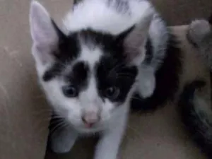 Gato raça Desconhecida idade Abaixo de 2 meses nome Sem nome