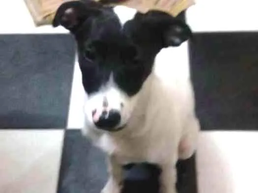 Cachorro ra a Vira lata  idade 2 a 6 meses nome Xuxa