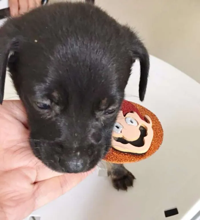 Cachorro ra a SRD idade Abaixo de 2 meses nome LULU