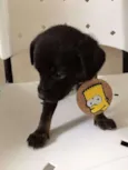 LULU