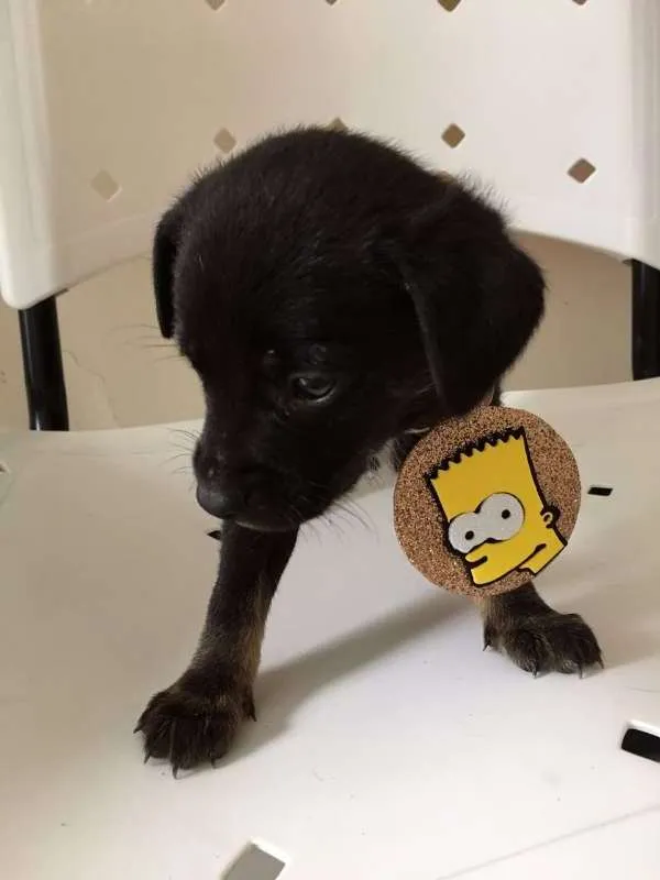 Cachorro ra a SRD idade Abaixo de 2 meses nome LULU