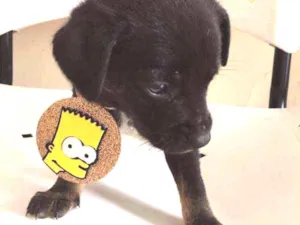 Cachorro raça SRD idade Abaixo de 2 meses nome LULU