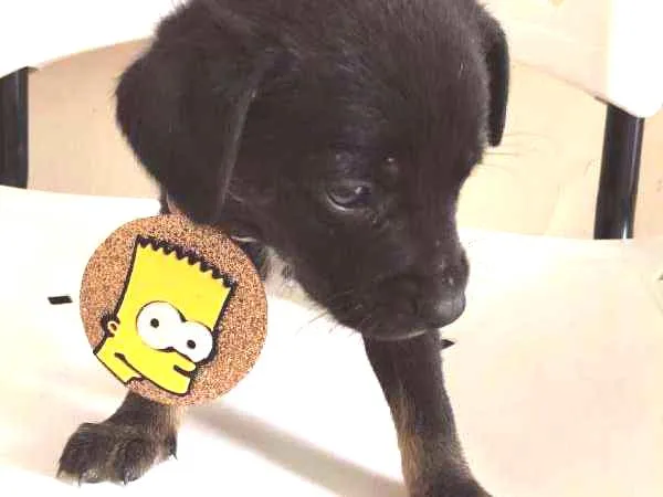 Cachorro ra a SRD idade Abaixo de 2 meses nome LULU