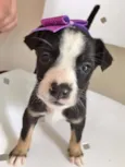 LILÁS