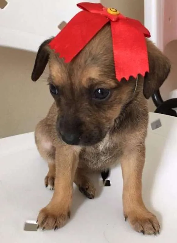 Cachorro ra a SRD idade Abaixo de 2 meses nome LILI
