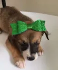 LILA