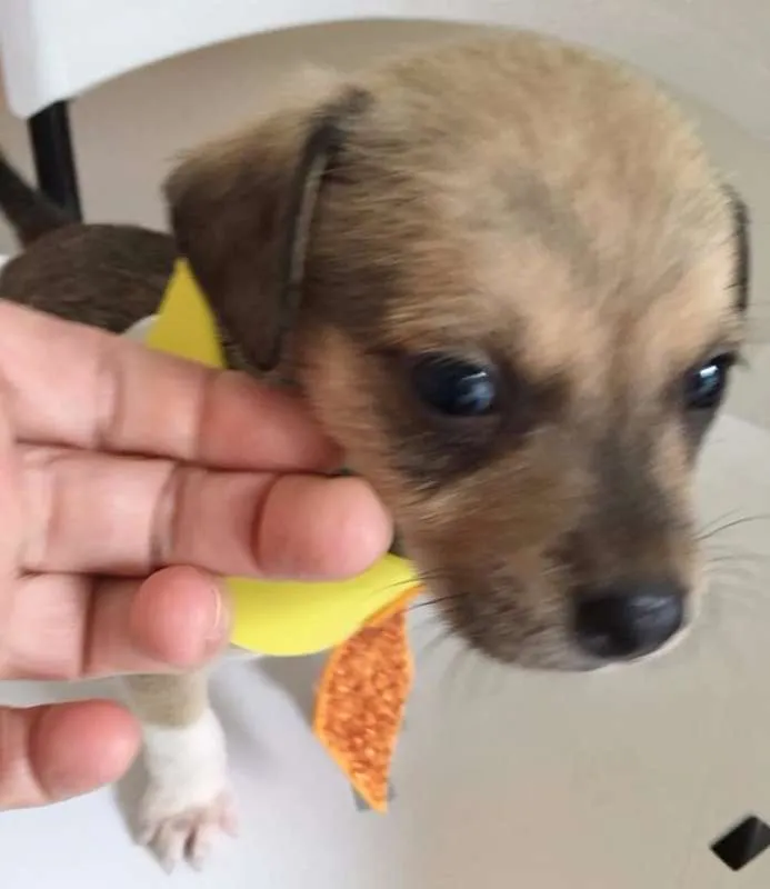 Cachorro ra a SRD idade Abaixo de 2 meses nome LOLÓ