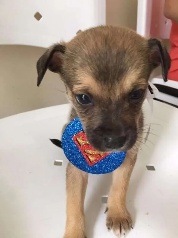 Cachorro ra a SRD idade Abaixo de 2 meses nome LECO