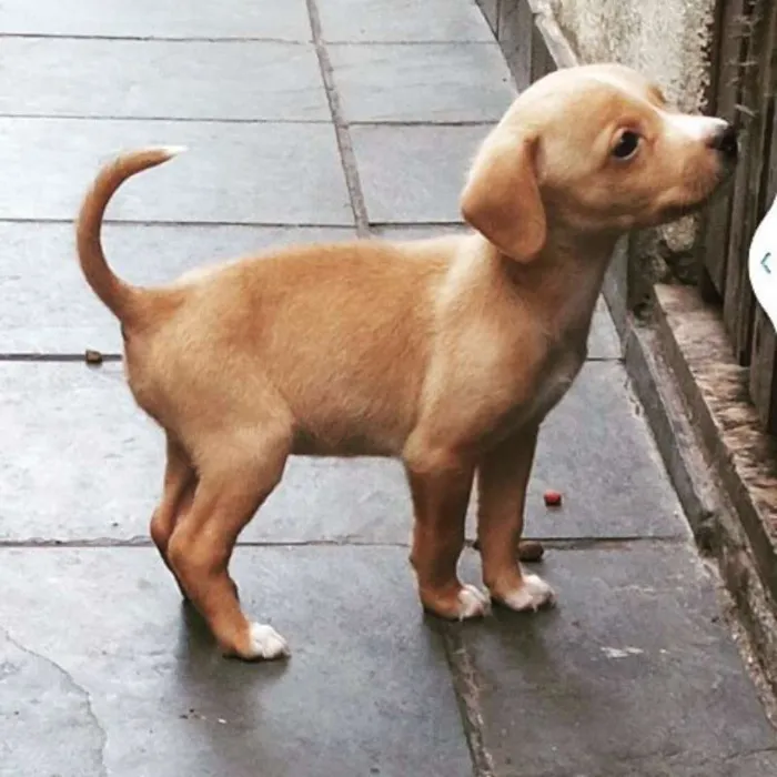 Cachorro ra a srd idade 2 a 6 meses nome Maria Eugênia