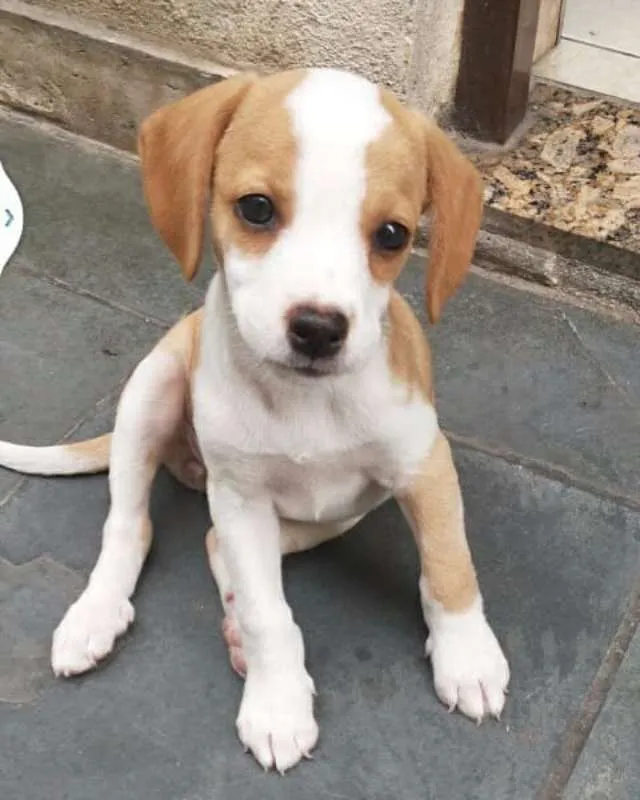 Cachorro ra a SDR idade 2 a 6 meses nome Katarina