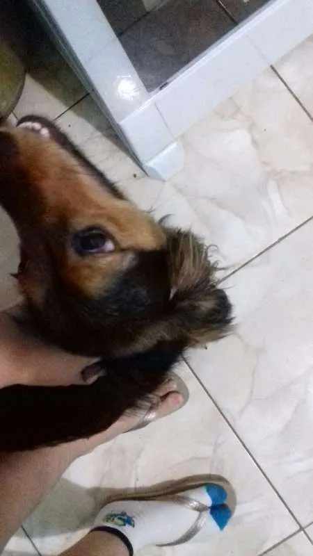 Cachorro ra a SRD idade 7 a 11 meses nome Mel