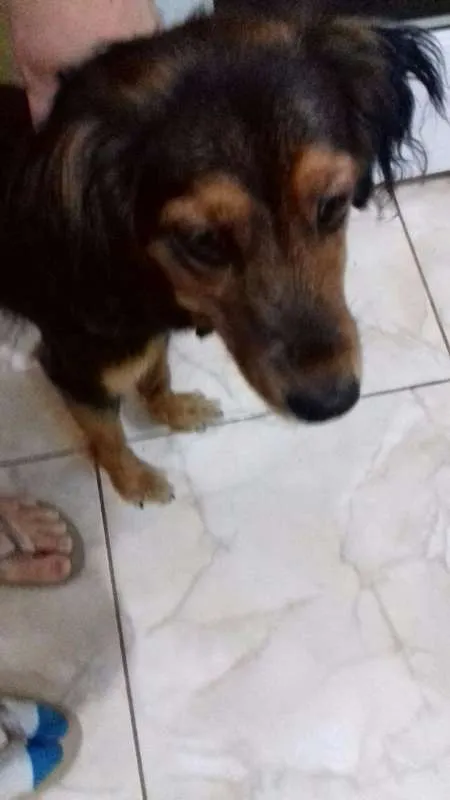 Cachorro ra a SRD idade 7 a 11 meses nome Mel