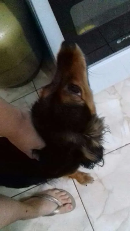 Cachorro ra a SRD idade 7 a 11 meses nome Mel