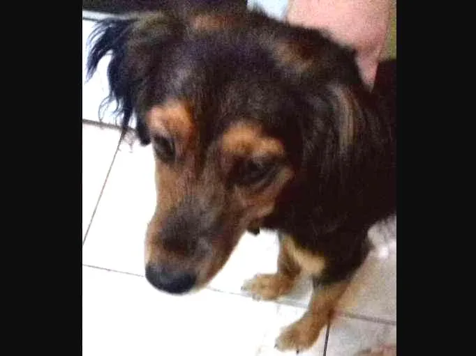 Cachorro ra a SRD idade 7 a 11 meses nome Mel