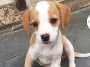 Cachorro raça SDR idade 2 a 6 meses nome Katarina