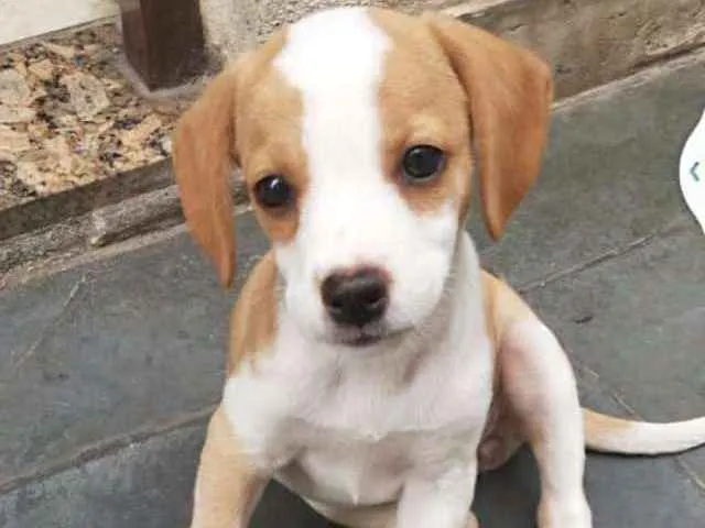 Cachorro ra a SDR idade 2 a 6 meses nome Katarina