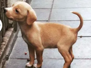Cachorro raça srd idade 2 a 6 meses nome Maria Eugênia