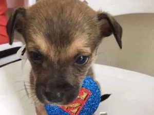 Cachorro raça SRD idade Abaixo de 2 meses nome LECO