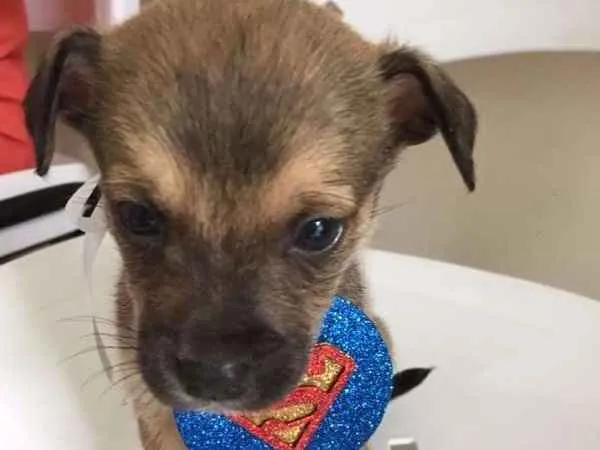 Cachorro ra a SRD idade Abaixo de 2 meses nome LECO
