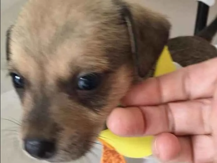 Cachorro ra a SRD idade Abaixo de 2 meses nome LOLÓ