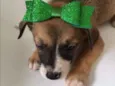 LILA