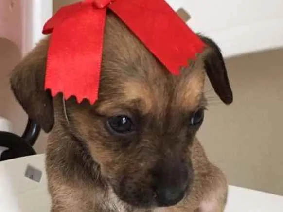 Cachorro ra a SRD idade Abaixo de 2 meses nome LILI