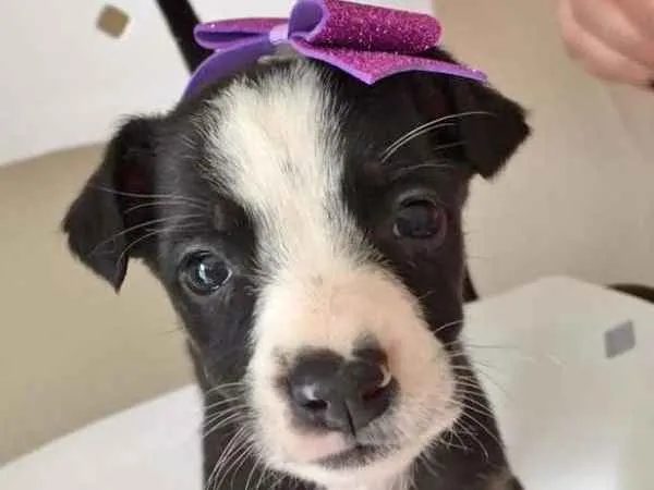 Cachorro ra a SRD idade Abaixo de 2 meses nome LILÁS