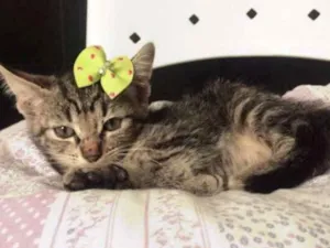 Gato raça SRD idade 2 a 6 meses nome TECA