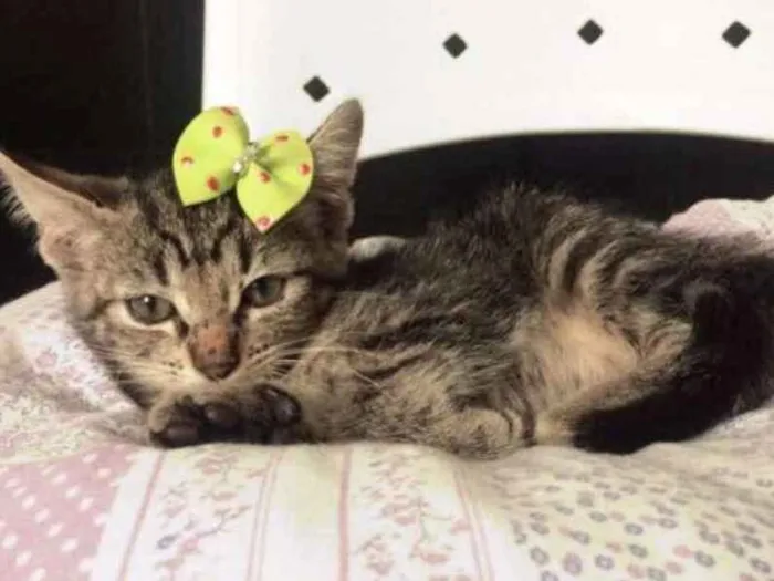 Gato ra a SRD idade 2 a 6 meses nome TECA